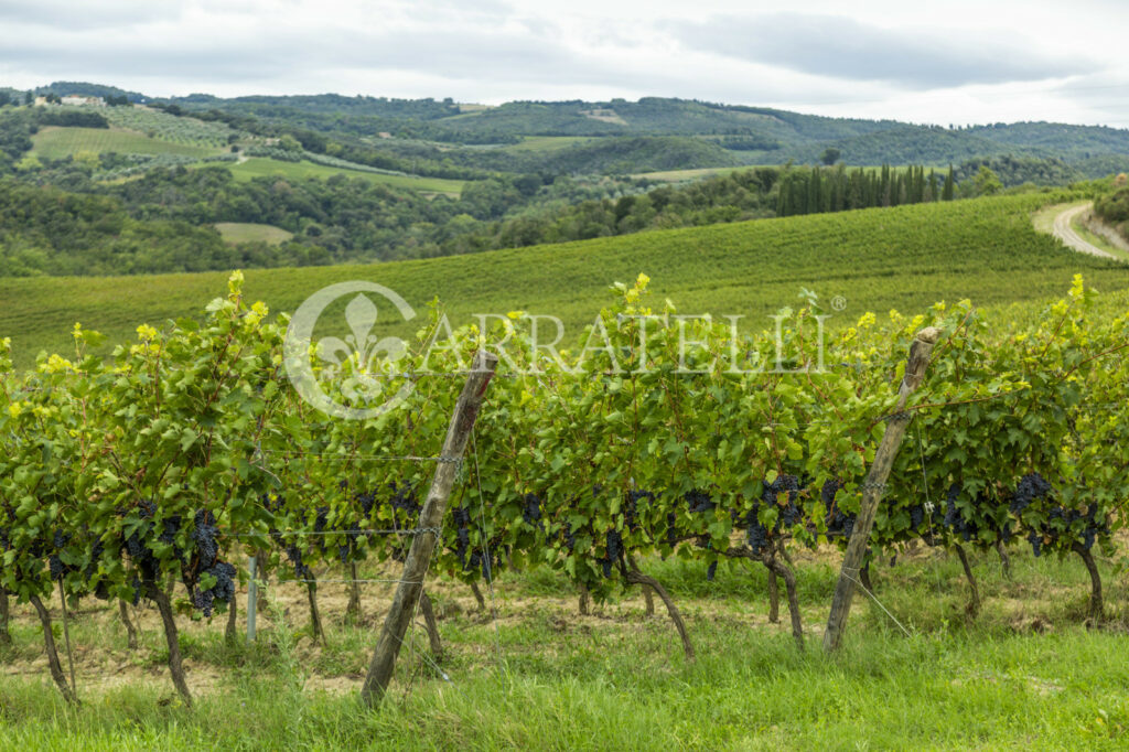 Azienda Viti-vinicola a San Gimignano