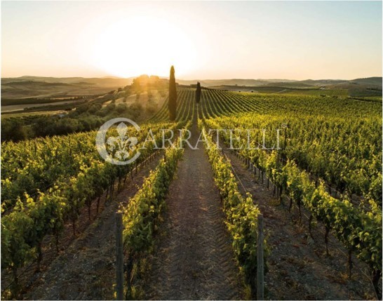 Tenuta Vitivinicola di Eccellenza in Sicilia